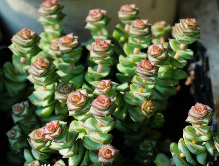 星乙女怎么養(yǎng)?星乙女的養(yǎng)殖方法和注意事項(xiàng)？【圖】