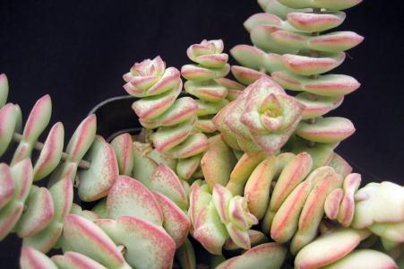 星乙女怎么養(yǎng)?星乙女的養(yǎng)殖方法和注意事項(xiàng)？【圖】