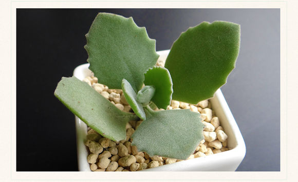 千兔耳怎么養(yǎng)?千兔耳葉插?千兔耳圖片？【圖】