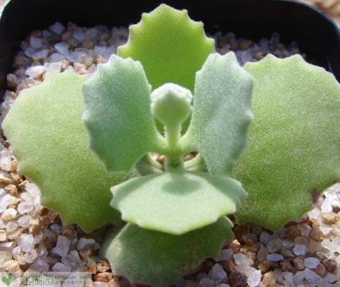 千兔耳怎么養(yǎng)?千兔耳葉插?千兔耳圖片？【圖】