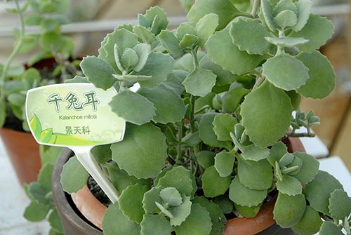 千兔耳怎么養(yǎng)?千兔耳葉插?千兔耳圖片？【圖】