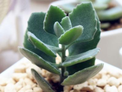 千兔耳怎么養(yǎng)?千兔耳葉插?千兔耳圖片？【圖】