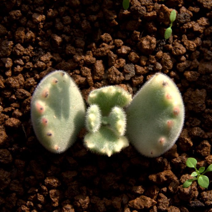 熊童子白錦的養(yǎng)殖方法?熊童子白錦的養(yǎng)護?【圖】