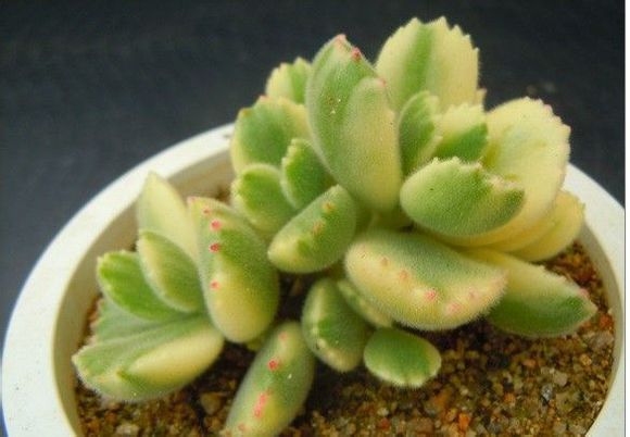 熊童子白錦的養(yǎng)殖方法?熊童子白錦的養(yǎng)護?【圖】