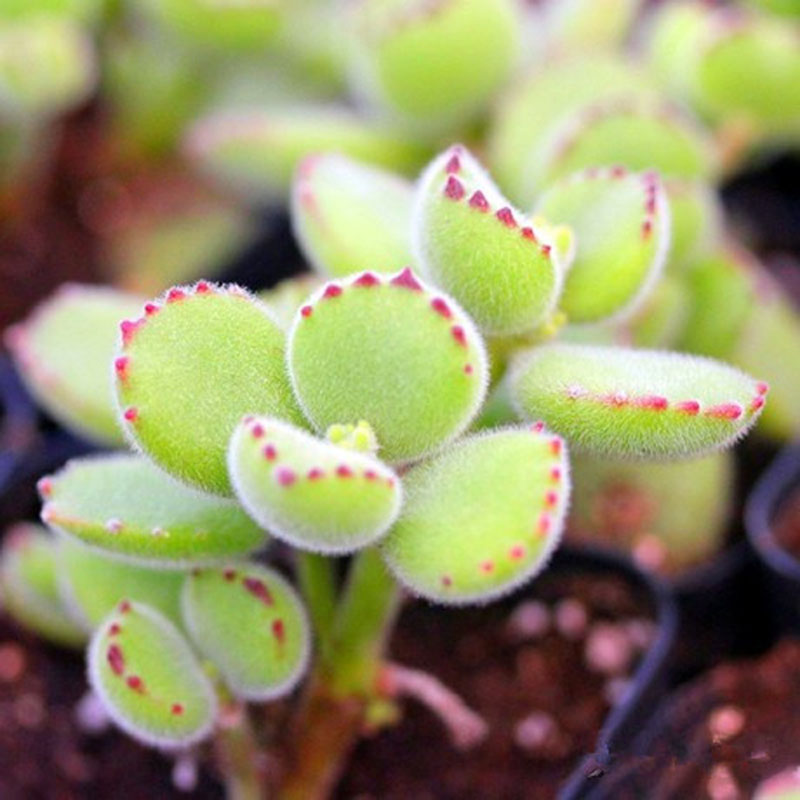 熊童子白錦的養(yǎng)殖方法?熊童子白錦的養(yǎng)護?【圖】