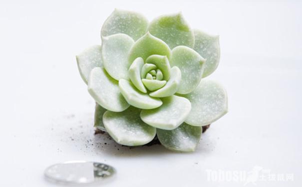 多肉白牡丹的養(yǎng)殖方法?多肉白牡丹怎么養(yǎng)爆盆?【圖】
