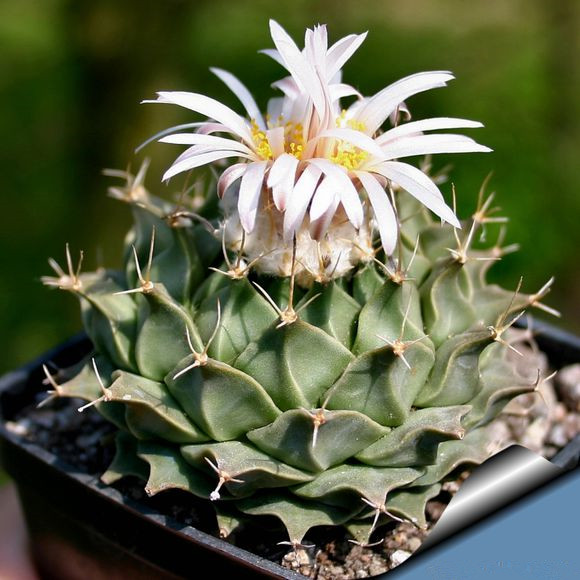 帝冠的養(yǎng)殖方法?帝冠怎么樣?【圖】