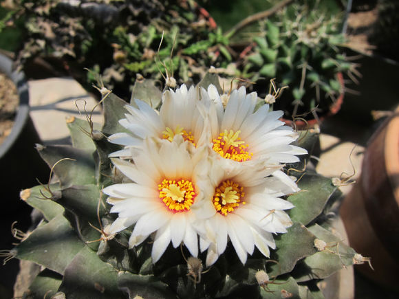 帝冠的養(yǎng)殖方法?帝冠怎么樣?【圖】