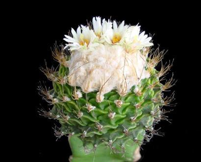 帝冠的養(yǎng)殖方法?帝冠怎么樣?【圖】