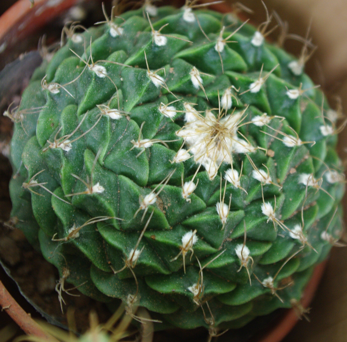 帝冠的養(yǎng)殖方法?帝冠怎么樣?【圖】