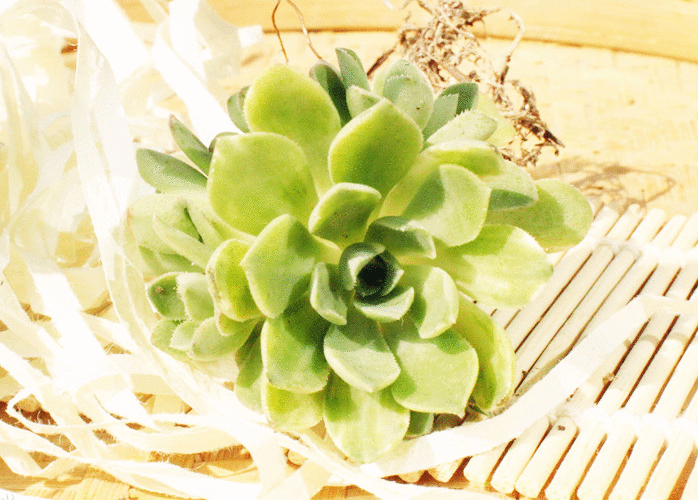 愛染錦怎么養(yǎng)？愛染錦的養(yǎng)殖方法?【圖】