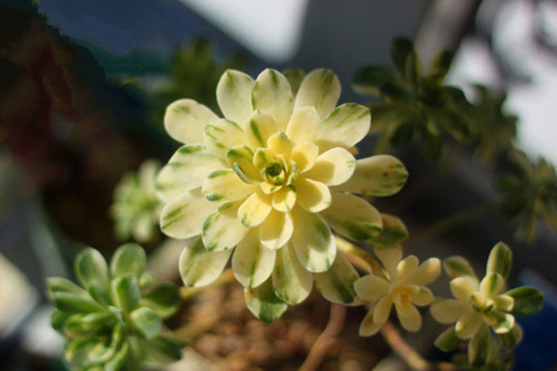 愛染錦怎么養(yǎng)？愛染錦的養(yǎng)殖方法?【圖】