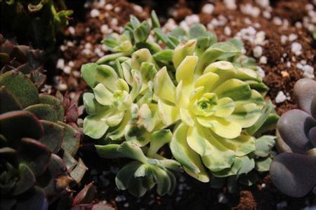 愛染錦怎么養(yǎng)？愛染錦的養(yǎng)殖方法?【圖】