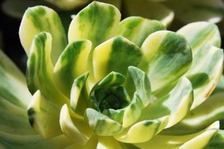 愛染錦怎么養(yǎng)？愛染錦的養(yǎng)殖方法?【圖】