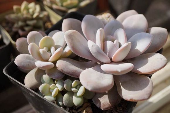 雪蓮多肉怎么養(yǎng)？雪蓮多肉的養(yǎng)殖方法?雪蓮圖鑒【圖】