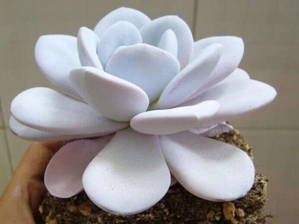 雪蓮多肉怎么養(yǎng)？雪蓮多肉的養(yǎng)殖方法?雪蓮圖鑒【圖】