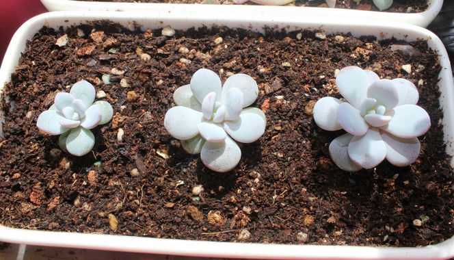 雪蓮多肉怎么養(yǎng)？雪蓮多肉的養(yǎng)殖方法?雪蓮圖鑒【圖】