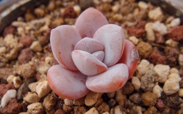 雪蓮多肉怎么養(yǎng)？雪蓮多肉的養(yǎng)殖方法?雪蓮圖鑒【圖】