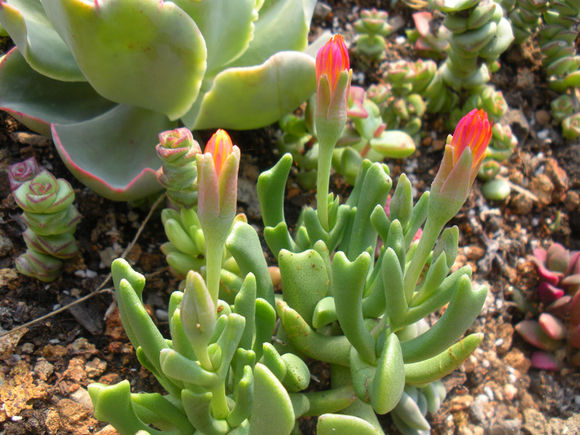 快刀亂麻怎么養(yǎng)？快刀亂麻的養(yǎng)殖方法?【圖】