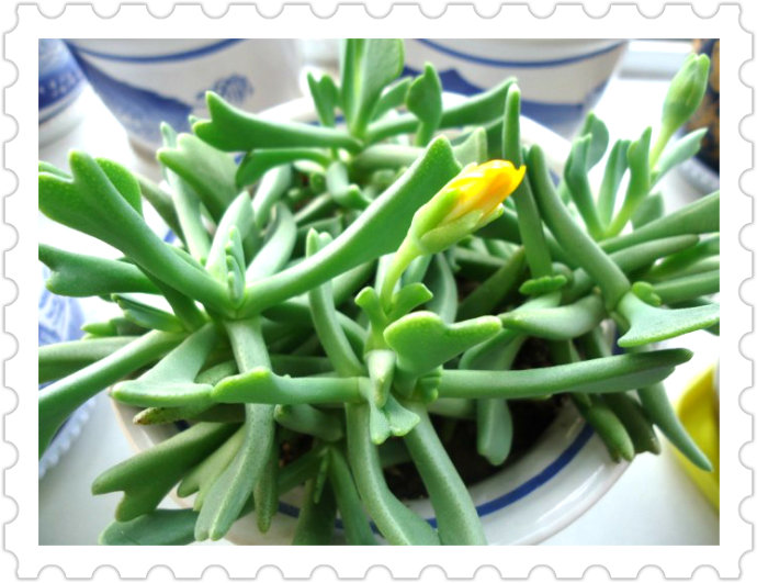 快刀亂麻怎么養(yǎng)？快刀亂麻的養(yǎng)殖方法?【圖】