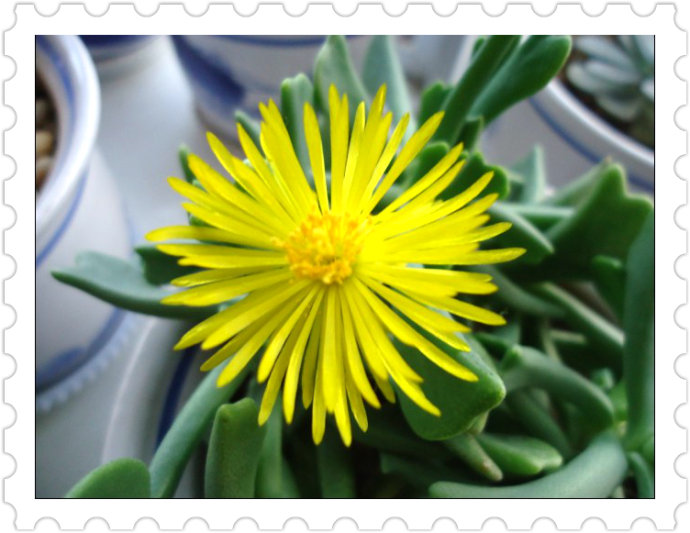 快刀亂麻怎么養(yǎng)？快刀亂麻的養(yǎng)殖方法?【圖】