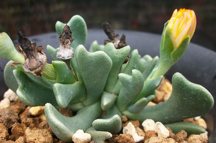 快刀亂麻怎么養(yǎng)？快刀亂麻的養(yǎng)殖方法?【圖】