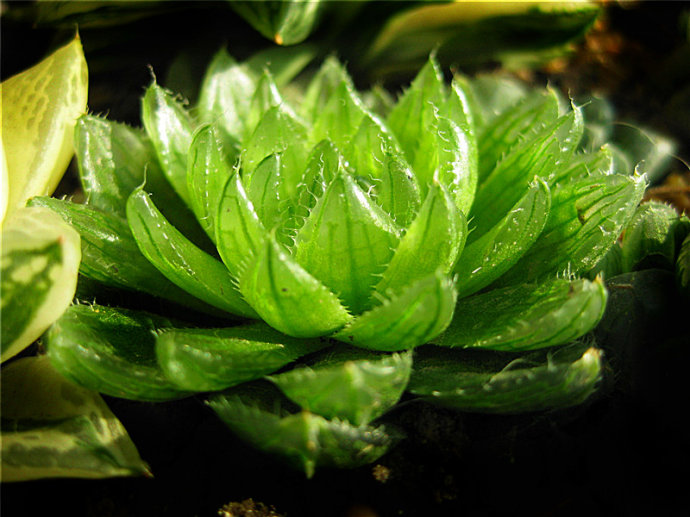 櫻水晶怎么養(yǎng)？三角琉璃蓮和櫻水晶是一個品種嗎？【圖】