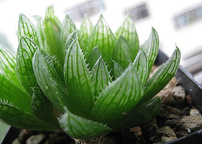 櫻水晶怎么養(yǎng)？三角琉璃蓮和櫻水晶是一個品種嗎？【圖】