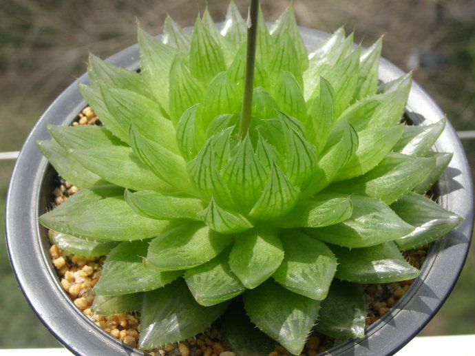 櫻水晶怎么養(yǎng)？三角琉璃蓮和櫻水晶是一個品種嗎？【圖】