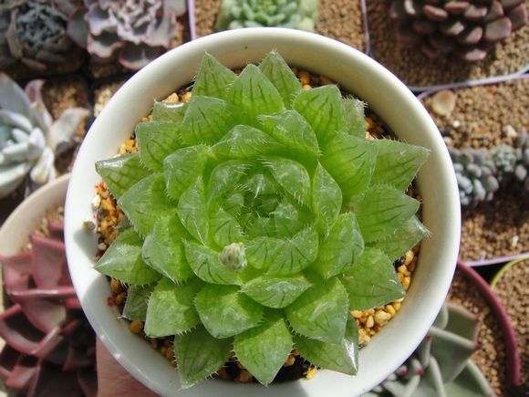 櫻水晶怎么養(yǎng)？三角琉璃蓮和櫻水晶是一個品種嗎？【圖】