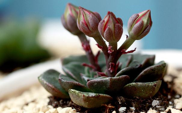 美麗蓮怎么養(yǎng)?美麗蓮的養(yǎng)殖方法？美麗蓮多久澆一次水？【圖】