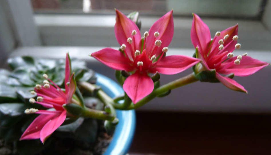 美麗蓮怎么養(yǎng)?美麗蓮的養(yǎng)殖方法？美麗蓮多久澆一次水？【圖】