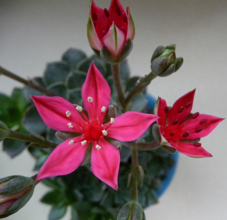 美麗蓮怎么養(yǎng)?美麗蓮的養(yǎng)殖方法？美麗蓮多久澆一次水？【圖】