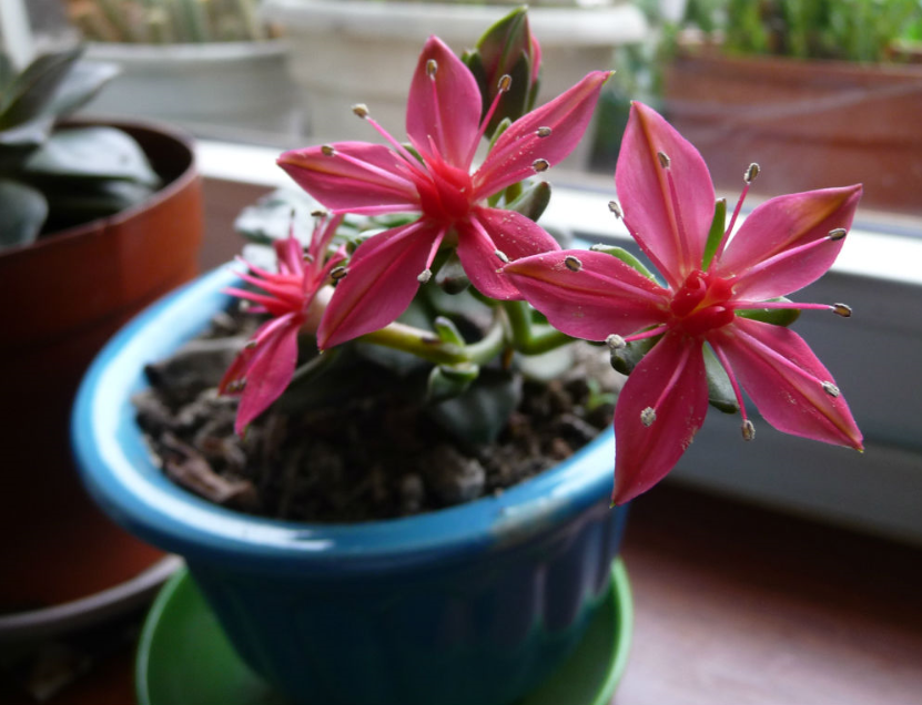 美麗蓮怎么養(yǎng)?美麗蓮的養(yǎng)殖方法？美麗蓮多久澆一次水？【圖】