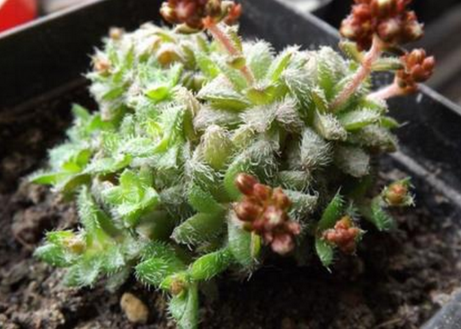 毛海星多肉怎么養(yǎng)？毛海星的繁殖方法？【圖】