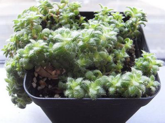 毛海星多肉怎么養(yǎng)？毛海星的繁殖方法？【圖】