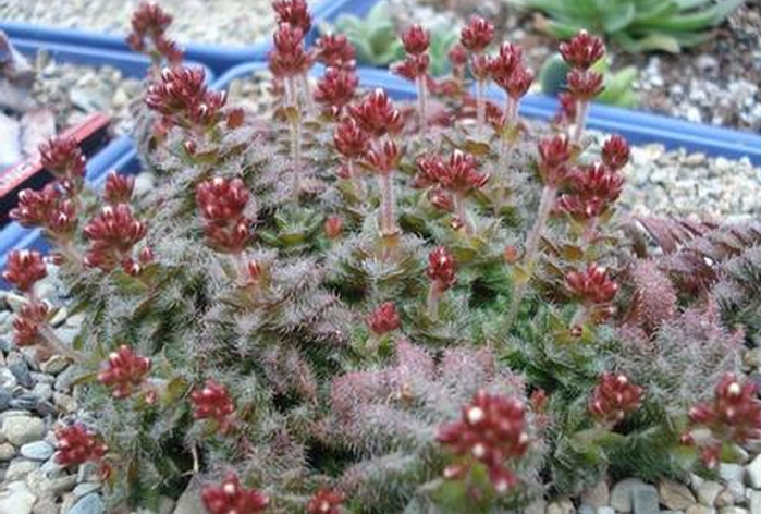 毛海星多肉怎么養(yǎng)？毛海星的繁殖方法？【圖】