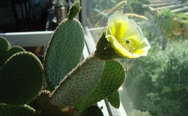 黃毛掌開(kāi)花圖片?黃毛掌怎么養(yǎng)?黃毛掌的繁殖方法？【圖】