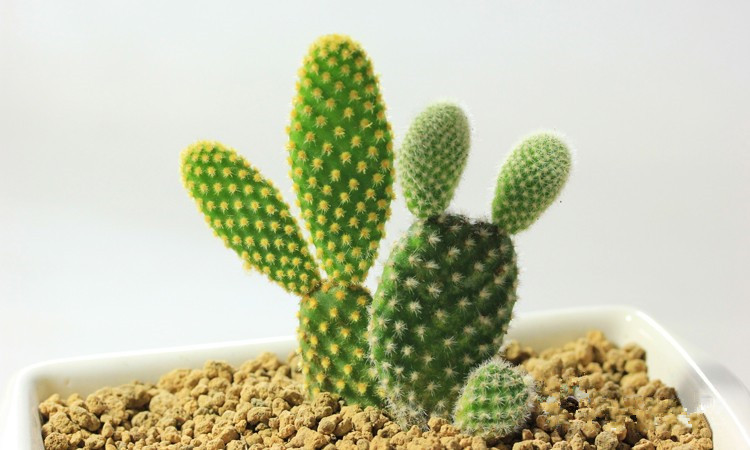 黃毛掌開(kāi)花圖片?黃毛掌怎么養(yǎng)?黃毛掌的繁殖方法？【圖】