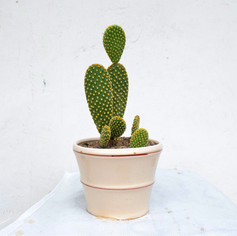 黃毛掌開(kāi)花圖片?黃毛掌怎么養(yǎng)?黃毛掌的繁殖方法？【圖】