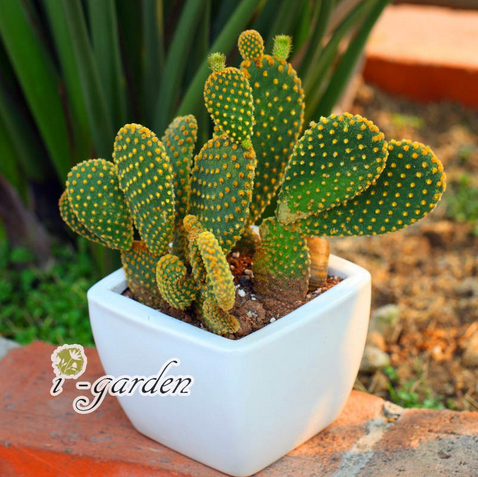 黃毛掌開(kāi)花圖片?黃毛掌怎么養(yǎng)?黃毛掌的繁殖方法？【圖】