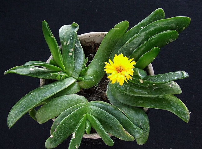 寶綠的養(yǎng)殖方法?寶綠的繁殖管理?寶綠開花圖片？【圖】