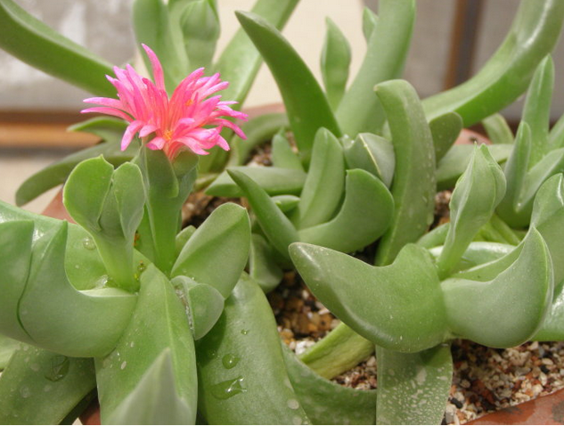 寶綠的養(yǎng)殖方法?寶綠的繁殖管理?寶綠開花圖片？【圖】