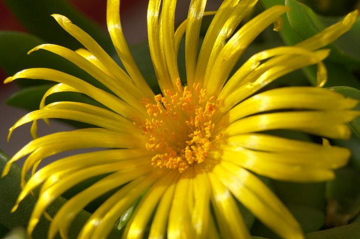 寶綠的養(yǎng)殖方法?寶綠的繁殖管理?寶綠開花圖片？【圖】