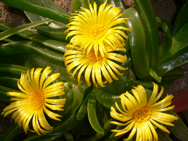 寶綠的養(yǎng)殖方法?寶綠的繁殖管理?寶綠開花圖片？【圖】