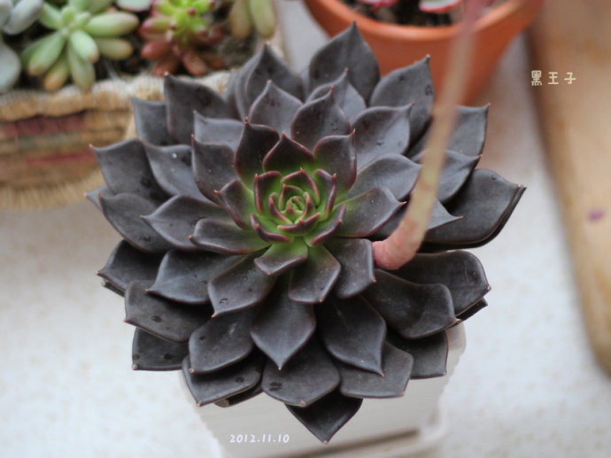 黑王子怎么能養(yǎng)好？多肉植物黑王子的繁殖方法?黑王子怎么扦插？【圖】