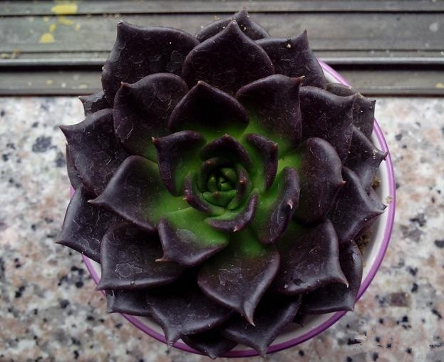 黑王子怎么能養(yǎng)好？多肉植物黑王子的繁殖方法?黑王子怎么扦插？【圖】