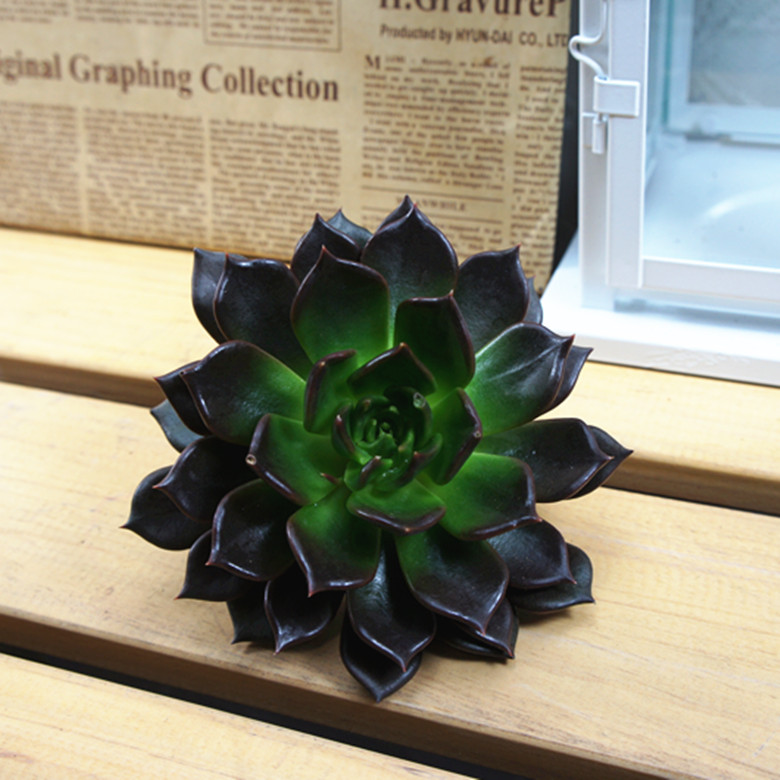 黑王子怎么能養(yǎng)好？多肉植物黑王子的繁殖方法?黑王子怎么扦插？【圖】