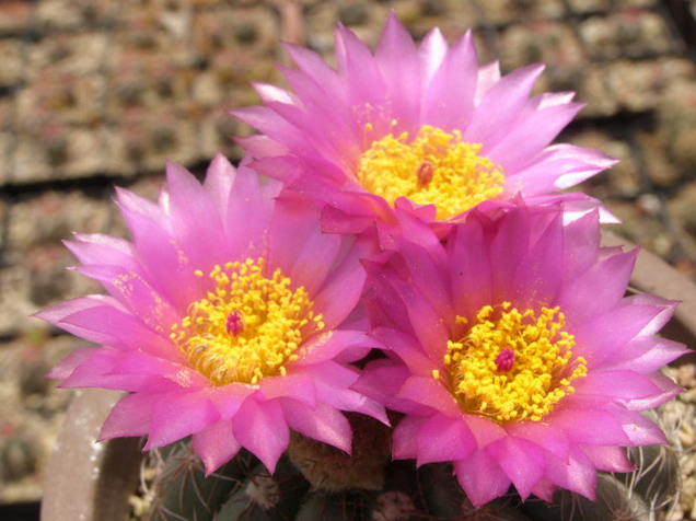 眩美玉的養(yǎng)殖方法？眩美玉如何扦插生根？【圖】