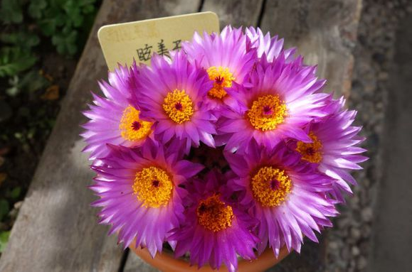 眩美玉的養(yǎng)殖方法？眩美玉如何扦插生根？【圖】